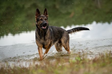 Deutscher Schäferhund
