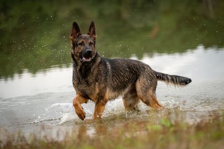 Deutscher Schäferhund