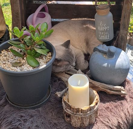 BKH Kitten. Reinrassig