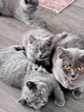 BKH Kitten. Reinrassig