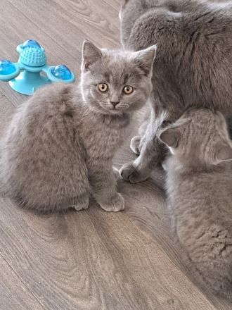 BKH Kitten. Reinrassig