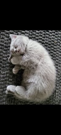 BKH Kitten. Reinrassig