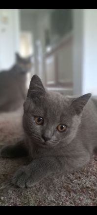 BKH Kitten. Reinrassig