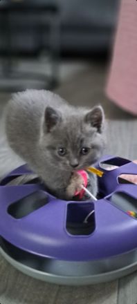 BKH Kitten. Reinrassig