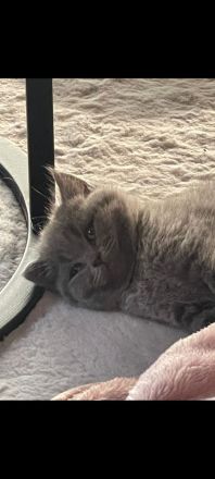 BKH Kitten. Reinrassig