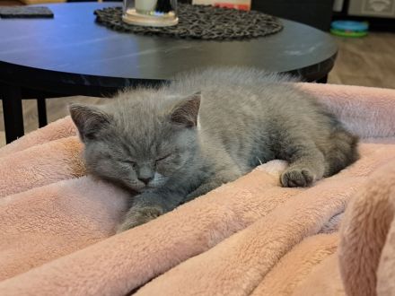 BKH Kitten. Reinrassig