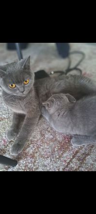 BKH Kitten. Reinrassig