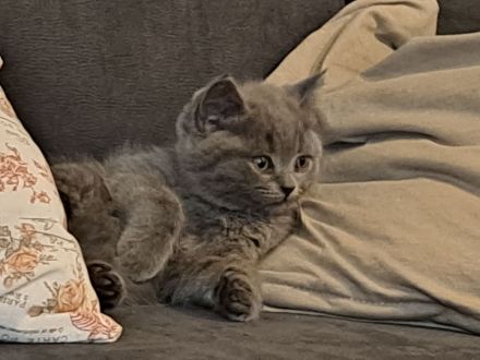 BKH Kitten. Reinrassig