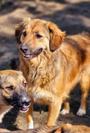 Berry , 4 Jahre alt, sucht ein Zuhause