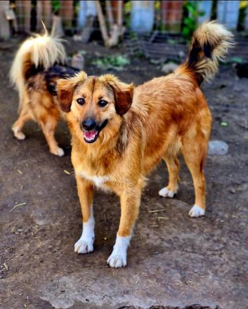 Berry , 4 Jahre alt, sucht ein Zuhause