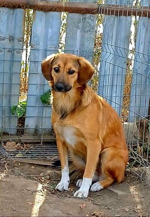 Berry , 4 Jahre alt, sucht ein Zuhause