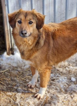 Berry , 4 Jahre alt, sucht ein Zuhause