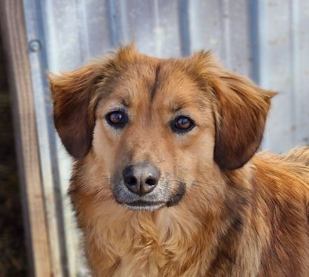 Berry , 4 Jahre alt, sucht ein Zuhause