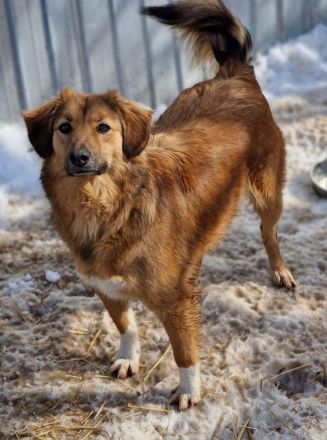 Berry , 4 Jahre alt, sucht ein Zuhause
