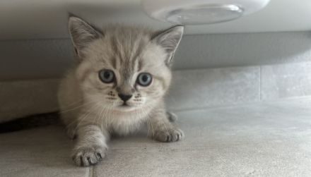 Britischkurzhaar Kitten Blaue Augen