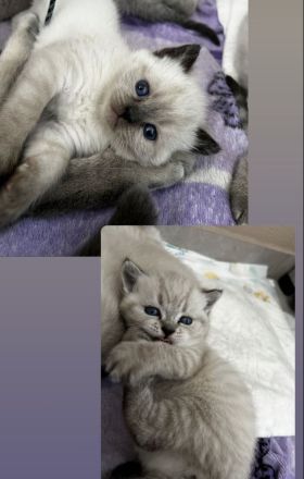 Britischkurzhaar Kitten Blaue Augen