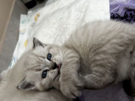 Britischkurzhaar Kitten Blaue Augen