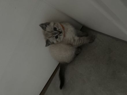 Britischkurzhaar Kitten Blaue Augen