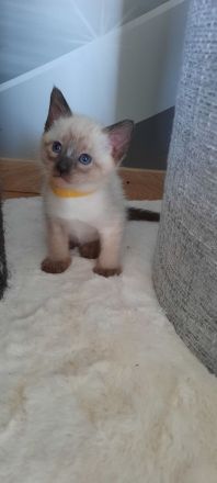 Siam kitten