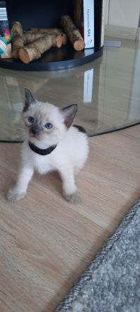 Siam kitten