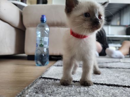 Siam kitten