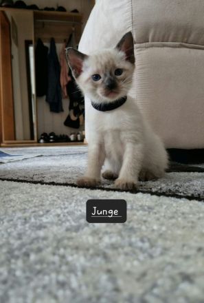 Siam kitten
