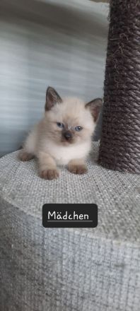 Siam kitten