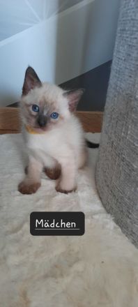 Siam kitten