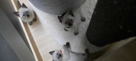 Siam kitten