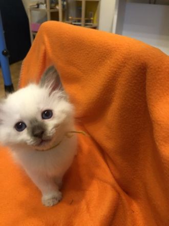 Heilige Birma / Ragdoll Kitten