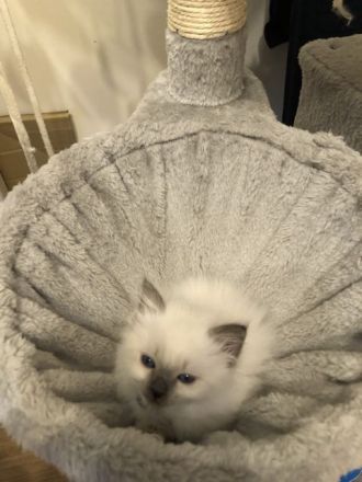 Heilige Birma / Ragdoll Kitten