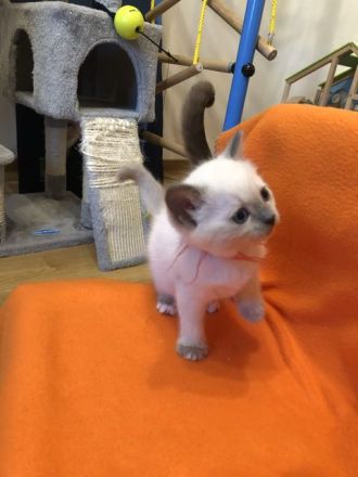 Heilige Birma / Ragdoll Kitten