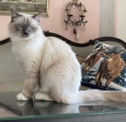 Heilige Birma / Ragdoll Kitten