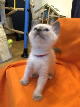 Heilige Birma / Ragdoll Kitten