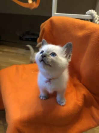 Heilige Birma / Ragdoll Kitten
