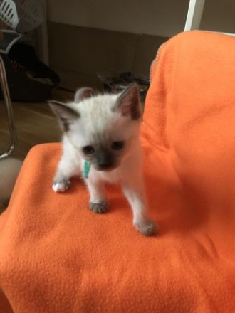 Heilige Birma / Ragdoll Kitten