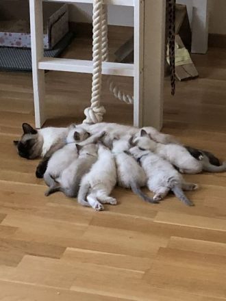 Heilige Birma / Ragdoll Kitten