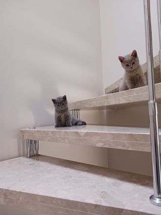 BKH Kitten REINRASSIG