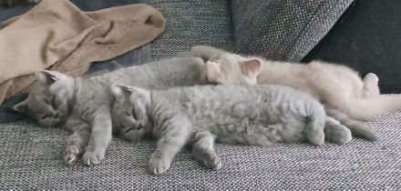 BKH Kitten REINRASSIG