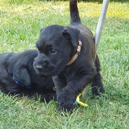 von der Black Beauty