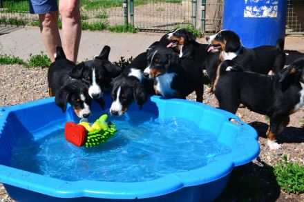 Appenzeller Sennenunde Welpen