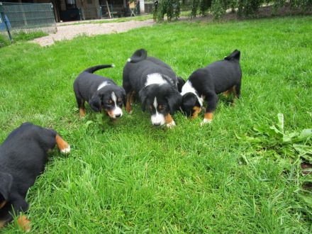 Appenzeller Sennenunde Welpen