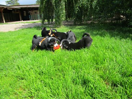 Appenzeller Sennenunde Welpen