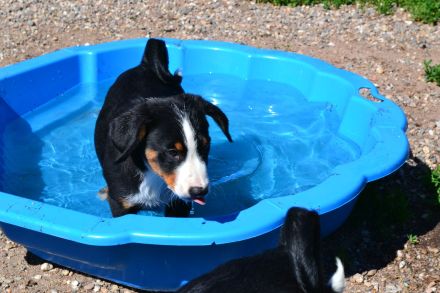 Appenzeller Sennenunde Welpen