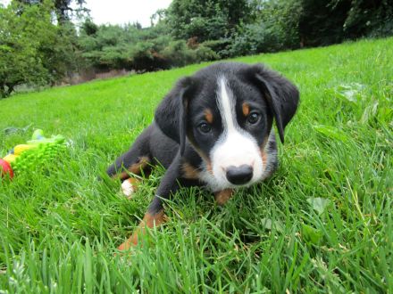 Appenzeller Sennenunde Welpen