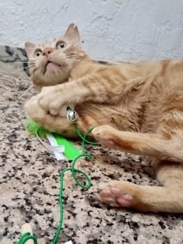 Asier, FIV positiv