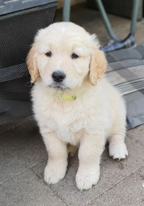 Goldendoodle Welpen