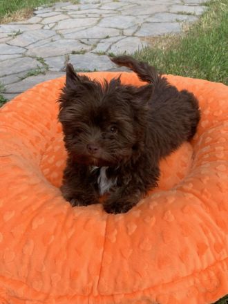 Yorkshire-Terrier Welpen