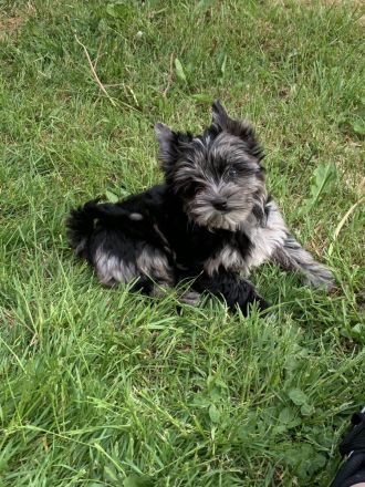 Yorkshire-Terrier Welpen