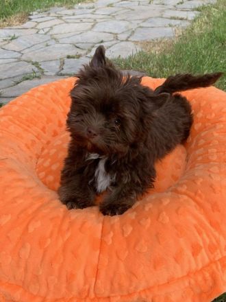 Yorkshire-Terrier Welpen